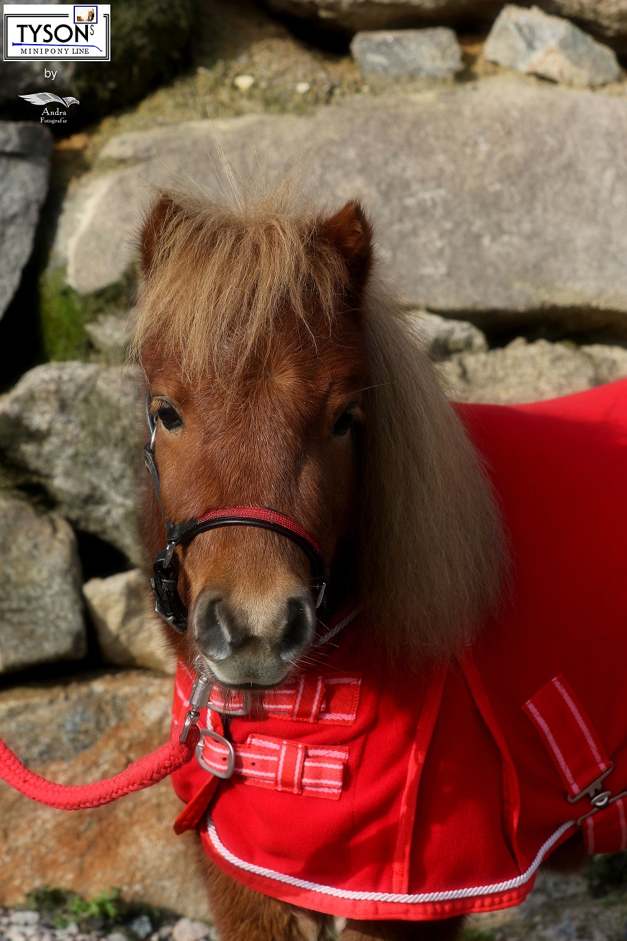 Abschwitzdecke Für Minipony & Shetty – Fleece 350 GSM, Rot Mit Silbergrau, Verstellbare Gurte, 60–100 Cm