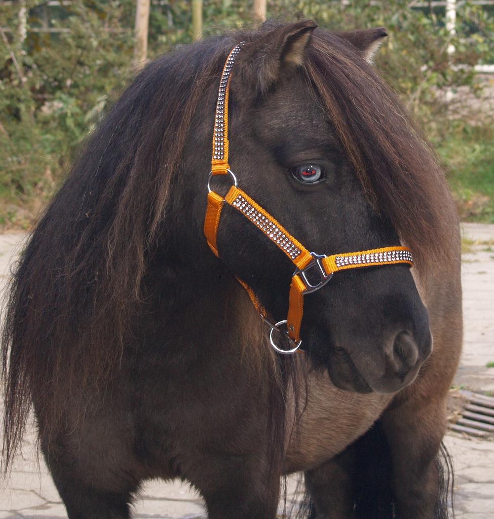Halfter Winnie Profile magenta orange grau Shetty Pony 