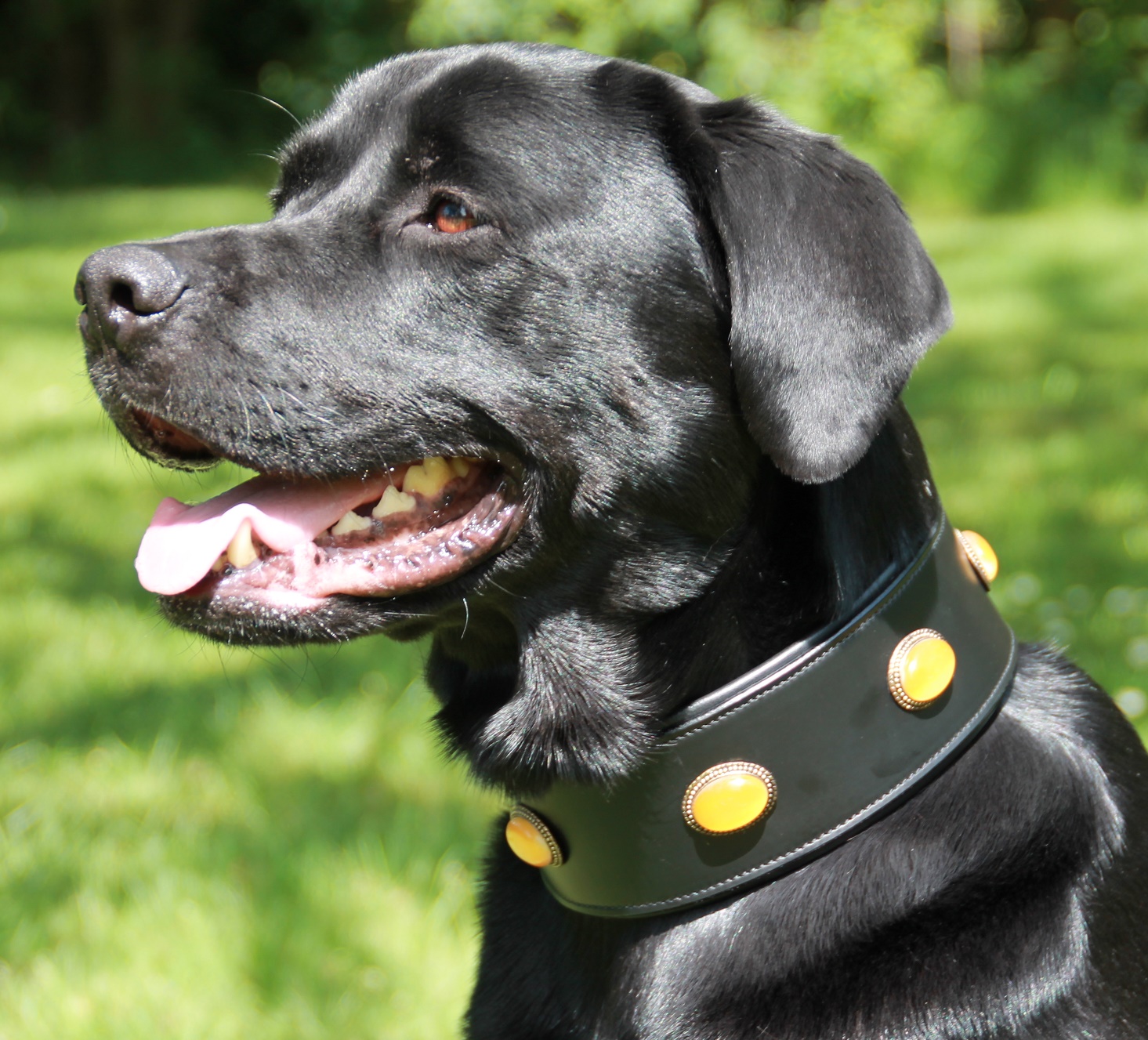 Bulli Lederhalsband Von Tysons – Breit, Fest Vernäht, Hohe Zugkraft, In Schwarz Oder Braun, Größe L (50-56 Cm)
