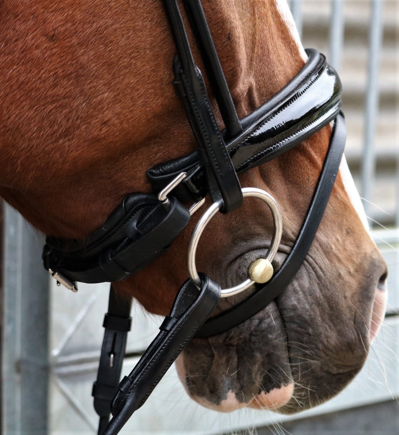 Horse Guard Stirnband Riemen Trense Leder Strass geschwungen mehrere Modelle Top 