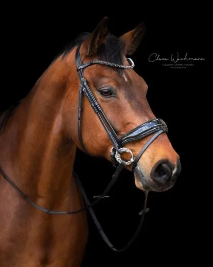 Trense Zaum BLACK SIS Lack Strass Glitzer Schwarz Glitzer Details Nasenriemen Schwedisch + gummierte Z�gel VB WB X FULL