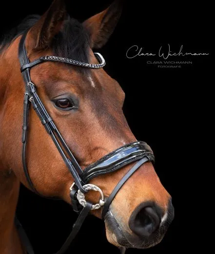 Trense Zaum BLACK SIS Lack Strass Glitzer Schwarz Glitzer Details Nasenriemen Schwedisch + gummierte Z�gel VB WB X FULL