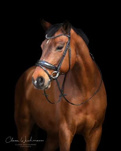 Trense Zaum BLACK SIS Lack Strass Glitzer Schwarz Glitzer Details Nasenriemen Schwedisch + gummierte Z�gel VB WB X FULL