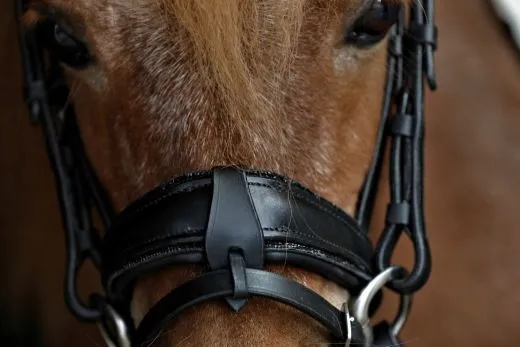 CROWN Minishetty Shetty Welsh Trense abnehmbarer Sperrriemen Englisch Leder Glitzer Genick u Nasenriemen + Z�gel