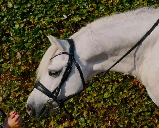 CROWN Minishetty Shetty Welsh Trense abnehmbarer Sperrriemen Englisch Leder Glitzer Genick u Nasenriemen + Z�gel