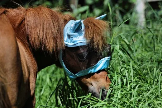 - + Fliegenhaube Fliegenmaske Maske Lissy mit Ohren Minishetty Shetty Mini Shetty Welsh Augenfreiheit Falabella T�rkis Hellblau