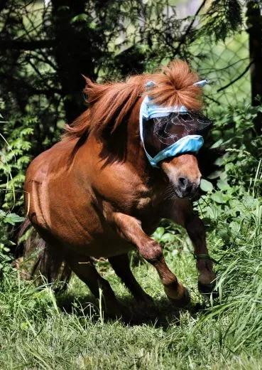 - + Fliegenhaube Fliegenmaske Maske Lissy mit Ohren Minishetty Shetty Mini Shetty Welsh Augenfreiheit Falabella T�rkis Hellblau