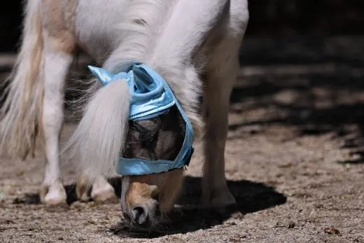 - + Fliegenhaube Fliegenmaske Maske Lissy mit Ohren Minishetty Shetty Mini Shetty Welsh Augenfreiheit Falabella T�rkis Hellblau