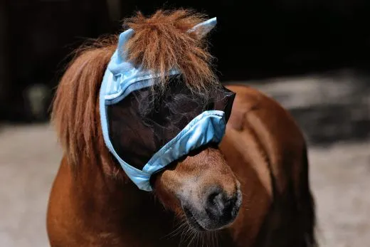 - + Fliegenhaube Fliegenmaske Maske Lissy mit Ohren Minishetty Shetty Mini Shetty Welsh Augenfreiheit Falabella T�rkis Hellblau