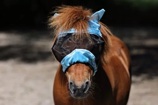 - + Fliegenhaube Fliegenmaske Maske Lissy mit Ohren Minishetty Shetty Mini Shetty Welsh Augenfreiheit Falabella T�rkis Hellblau