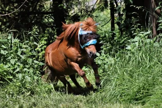 - + Fliegenhaube Fliegenmaske Maske Lissy mit Ohren Minishetty Shetty Mini Shetty Welsh Augenfreiheit Falabella T�rkis Hellblau