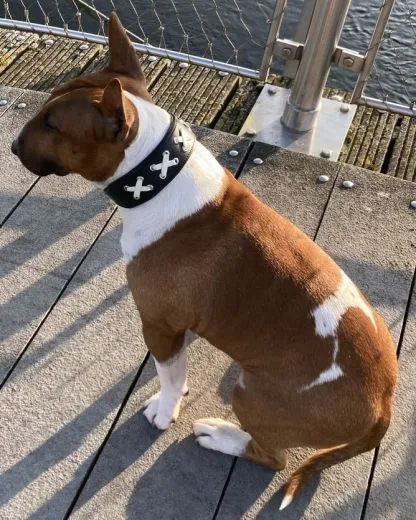 Lederhalsband LACE Zierkordel Kreuz Stick unterlegt Halsband LEDER Breit sehr stabil M L XL