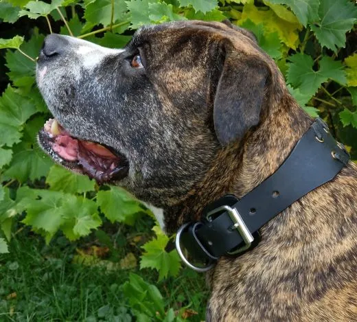 Lederhalsband Leder Schwarz Breit Hohe Zugkraft FADE Zierkordel am Rand Halsband LEDER Breit sehr stabil M L XL