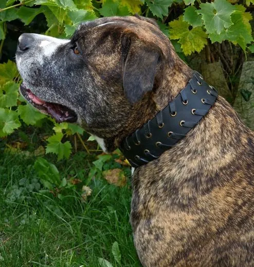 Lederhalsband Leder Schwarz Breit Hohe Zugkraft FADE Zierkordel am Rand Halsband LEDER Breit sehr stabil M L XL