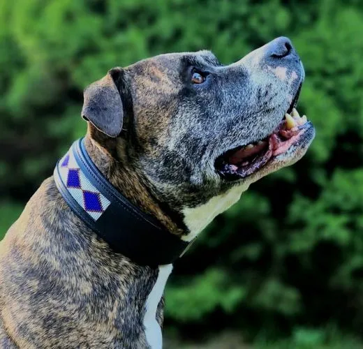 Lederhalsband Apach Indianer Schwarz Perlen Schwarz Braun Unterlegt Halsband LEDER Breit sehr stabil M L XL Hohe Zugkraft