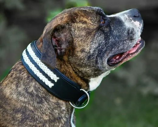 Ruffle Lederhalsband Leder Schwarz Breit Hohe Zugkraft doppelte Zierkordel Wei� / Creme LEDER Breit sehr stabil M L XL