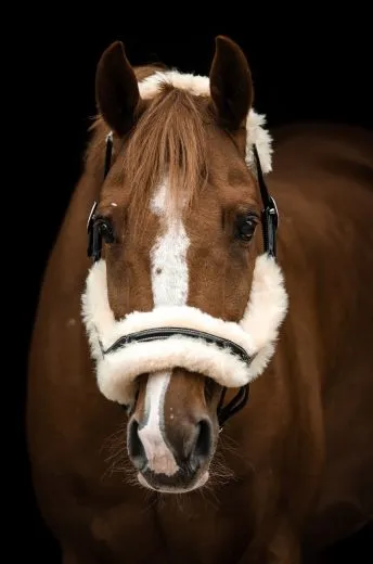 Lederhalfter Danilo Lammfell komplett abnehmbar VB WB X Full XX FULL Kaltblut Leder Halfter ergonomisch