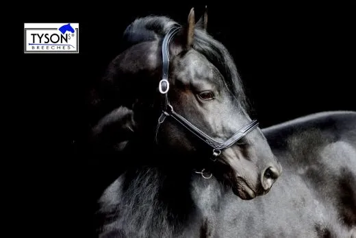 Lederhalfter Danilo Lammfell komplett abnehmbar VB WB X Full XX FULL Kaltblut Leder Halfter ergonomisch