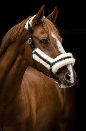 Lederhalfter Danilo Lammfell komplett abnehmbar VB WB X Full XX FULL Kaltblut Leder Halfter ergonomisch