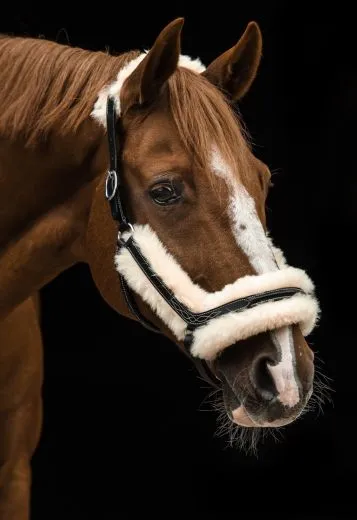 Lederhalfter Danilo Lammfell komplett abnehmbar VB WB X Full XX FULL Kaltblut Leder Halfter ergonomisch