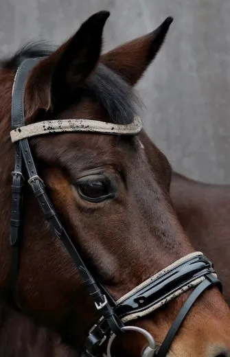 Snake Leder Trense Umlenkverschnallung ergonomisch Genickaussparung Ohrenfreiheit + Z�gel VB WB XFULL