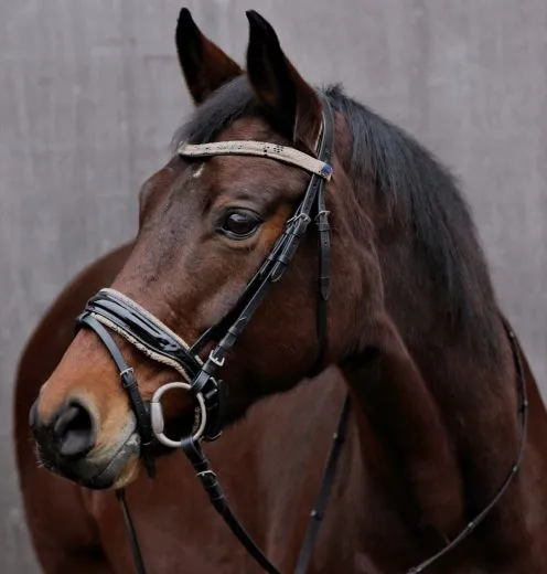 Snake Leder Trense Umlenkverschnallung ergonomisch Genickaussparung Ohrenfreiheit + Z�gel VB WB XFULL