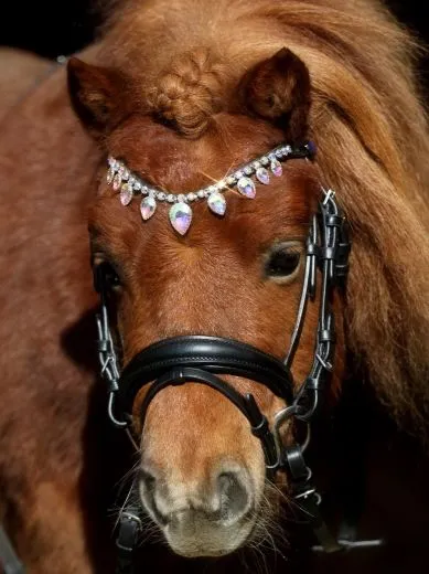 Trense VERONA Diadem Glitzer Tropfenband Leder Englisch Schwarz Minishetty Shetty incl. Z�gel Zaum Minipony