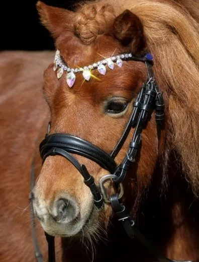 Trense VERONA Diadem Glitzer Tropfenband Leder Englisch Schwarz Minishetty Shetty incl. Z�gel Zaum Minipony