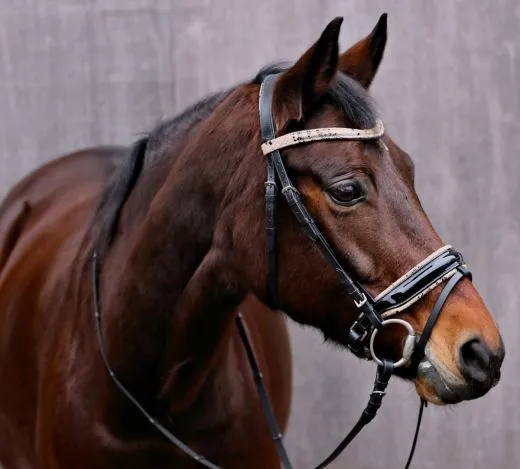 Snake Leder Trense Umlenkverschnallung ergonomisch Genickaussparung Ohrenfreiheit + Z�gel VB WB XFULL