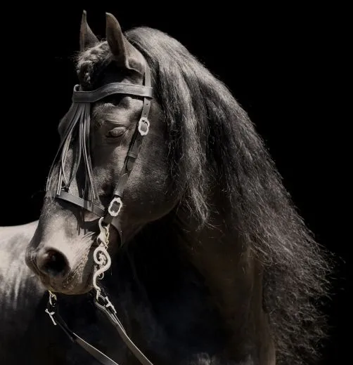 Barock Spanische Vaquero Zaum Trense Leder Cortezia Schnallen VB WB Ex Full V - Lederfransen - Frontalera Schwarz incl. Lederz�gel