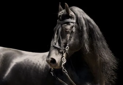 Barock Spanische Vaquero Zaum Trense Leder Cortezia Schnallen VB WB Ex Full V - Lederfransen - Frontalera Schwarz incl. Lederz�gel