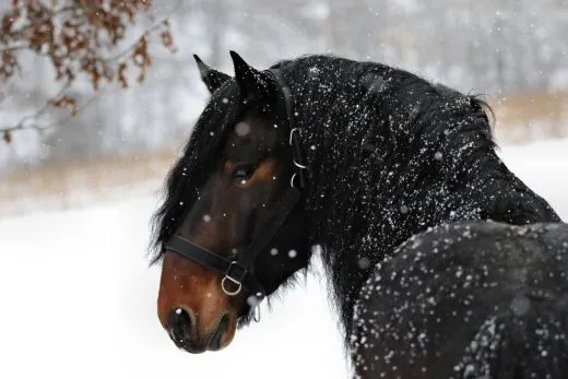 Halfter Big BOY Nylon EXTRA STARK mit Gebiss Ringen / Kette Schwarz Braun XFULL XX FULL Kaltblut