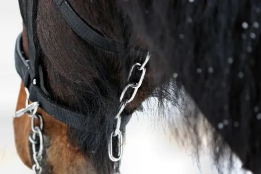 Halfter Big BOY Nylon EXTRA STARK mit Gebiss Ringen / Kette Schwarz Braun XFULL XX FULL Kaltblut