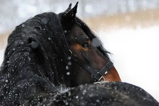 Halfter Big BOY Nylon EXTRA STARK mit Gebiss Ringen / Kette Schwarz Braun XFULL XX FULL Kaltblut