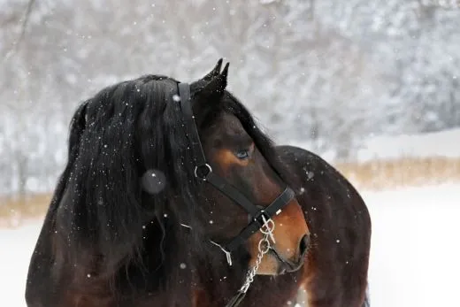 Halfter Big BOY Nylon EXTRA STARK mit Gebiss Ringen / Kette Schwarz Braun XFULL XX FULL Kaltblut