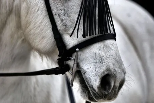 Paolo Barock Spanische Vaquero Zaum Trense Leder VB WB Ex Full Lederfransen - Frontalera Schwarz incl. Lederz�gel