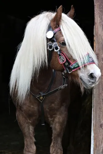 Vorderzeug f�r ein Prunkhalfter - Sto�z�gel Leder Schwarz B - WARE VB WB XFULL Prunkvorderzeug Kaltblut Noriker