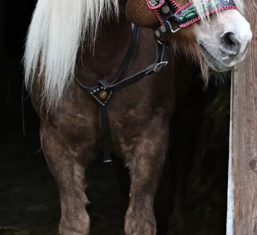 Vorderzeug f�r ein Prunkhalfter - Sto�z�gel Leder Schwarz B - WARE VB WB XFULL Prunkvorderzeug Kaltblut Noriker