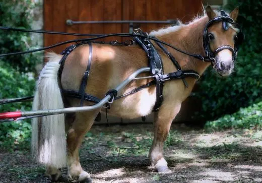 JUWEL Leder Einsp�nner Brustblattgeschirr Minishetty Shetty Lack Glitzer Schwarz teils Rund gen�ht Strass