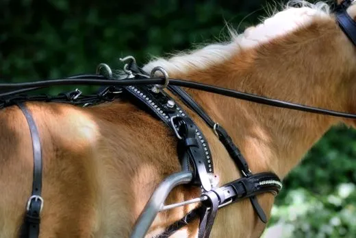 JUWEL Leder Einsp�nner Brustblattgeschirr Minishetty Shetty Lack Glitzer Schwarz teils Rund gen�ht Strass