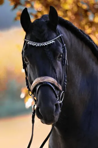 Leder Trense FLINT Show Trense Schwarz Zapfen ~ Tropfen Diadem Stirnband VB WB X Full Genick ergonomisch Camouflage