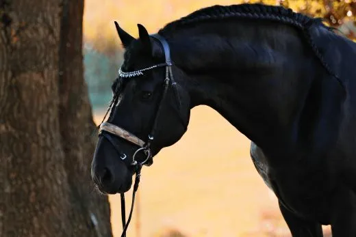 Leder Trense FLINT Show Trense Schwarz Zapfen ~ Tropfen Diadem Stirnband VB WB X Full Genick ergonomisch Camouflage