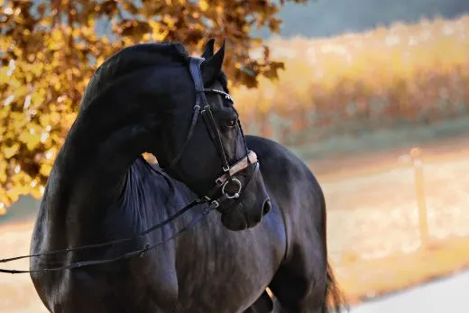 Leder Trense FLINT Show Trense Schwarz Zapfen ~ Tropfen Diadem Stirnband VB WB X Full Genick ergonomisch Camouflage