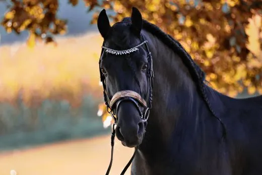 Leder Trense FLINT Show Trense Schwarz Zapfen ~ Tropfen Diadem Stirnband VB WB X Full Genick ergonomisch Camouflage