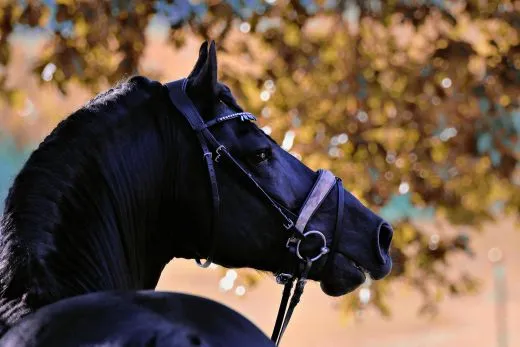 Leder Trense FLINT Show Trense Schwarz Zapfen ~ Tropfen Diadem Stirnband VB WB X Full Genick ergonomisch Camouflage