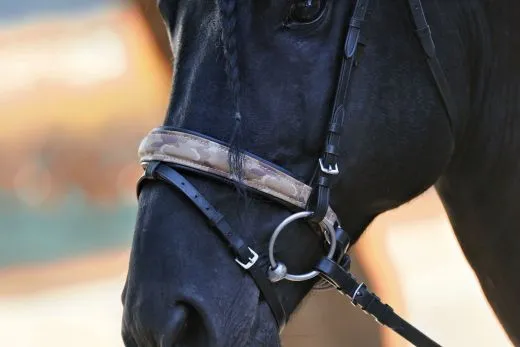 Leder Trense FLINT Show Trense Schwarz Zapfen ~ Tropfen Diadem Stirnband VB WB X Full Genick ergonomisch Camouflage