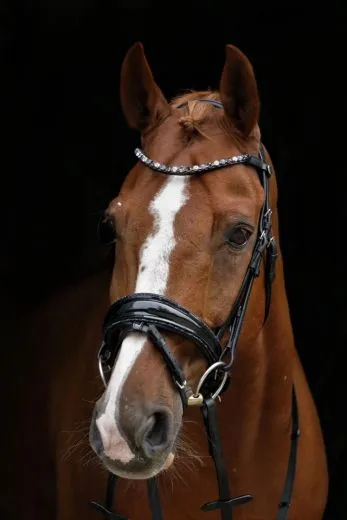 Leder Trense BLUE Lack Glitzer Blau Glitzer auch auf d. Nasenriemen VB WB X Full Zaum Ledertrense
