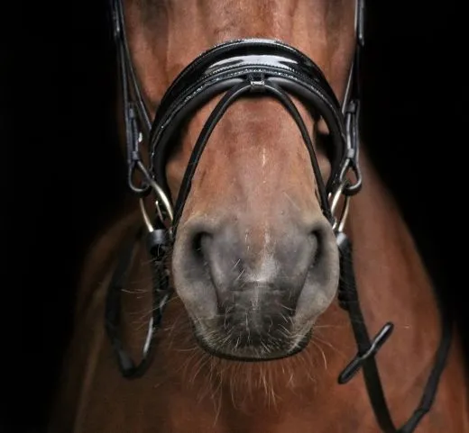 Leder Trense BLUE Lack Glitzer Blau Glitzer auch auf d. Nasenriemen VB WB X Full Zaum Ledertrense