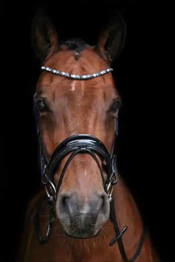 Leder Trense BLUE Lack Glitzer Blau Glitzer auch auf d. Nasenriemen VB WB X Full Zaum Ledertrense