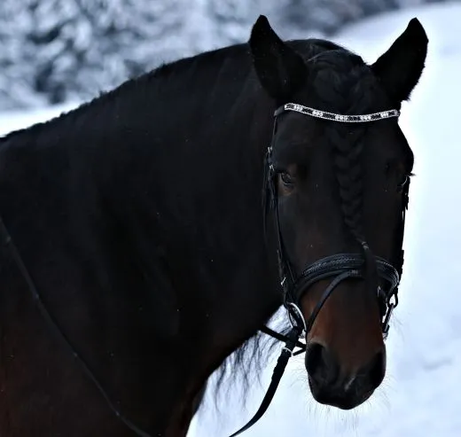 Leder Trense Schwarz DANDY Lack Glitzer VB WB X Full XXF Kaltblut Zaum Ledertrense Schwedisch + Z�gel Ledertrense ergonomisch Fischgr�t Muster